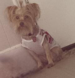 Lost Female Dog last seen East River Dr & County Road 3706A, Liberty County, TX 77372