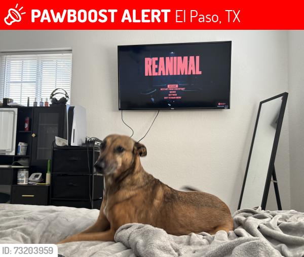 Lost Female Dog last seen Mount Tibet Drive, El Paso, TX 79904