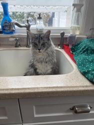 Lost Female Cat last seen 24th and Bernard, Spokane, WA 99203