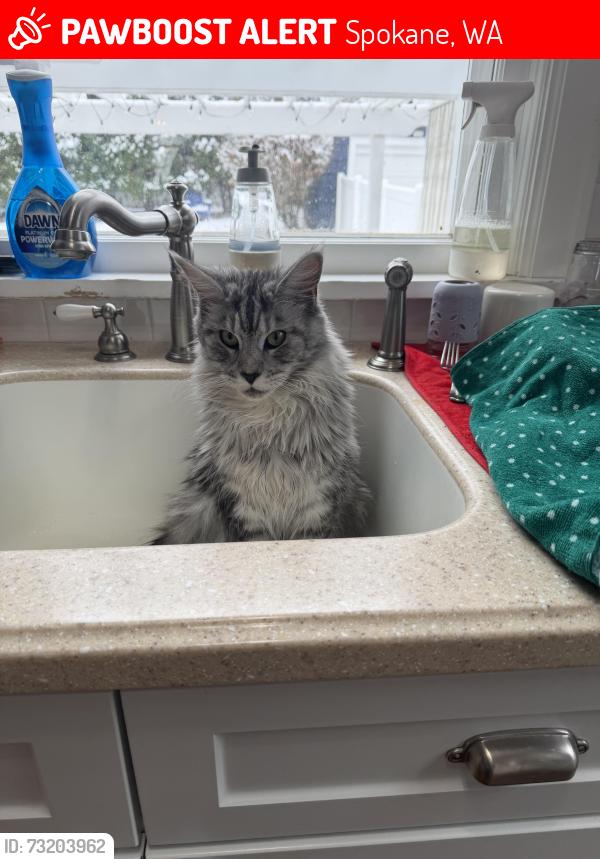 Lost Female Cat last seen 24th and Bernard, Spokane, WA 99203