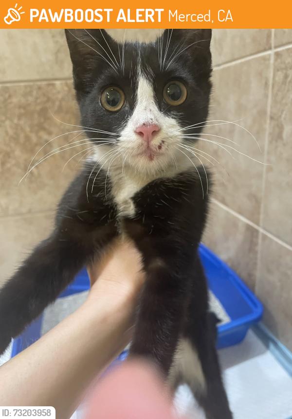 Found/Stray Female Cat last seen Paulson & Mercy, Merced, CA 95340