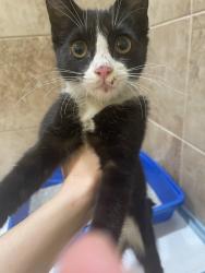 Found/Stray Female Cat last seen Paulson & Mercy, Merced, CA 95340