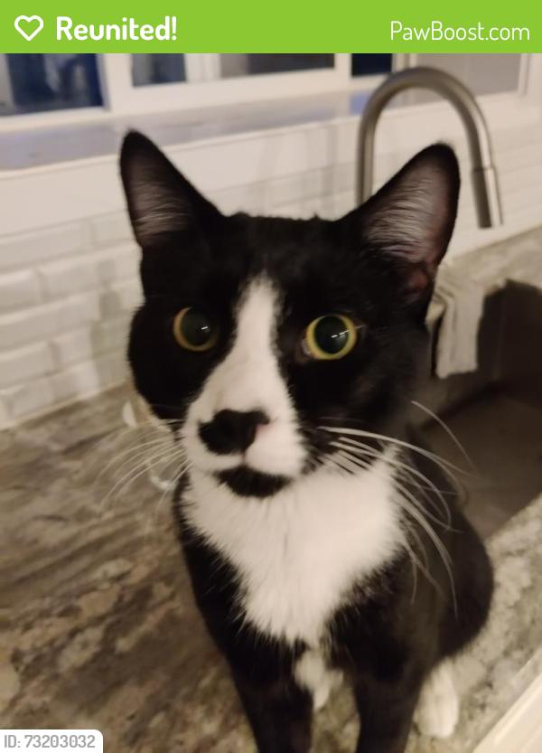 Reunited Male Cat last seen 64th ave w, 182nd st sw Lynnwood WA 98037, Lynnwood, WA 98037