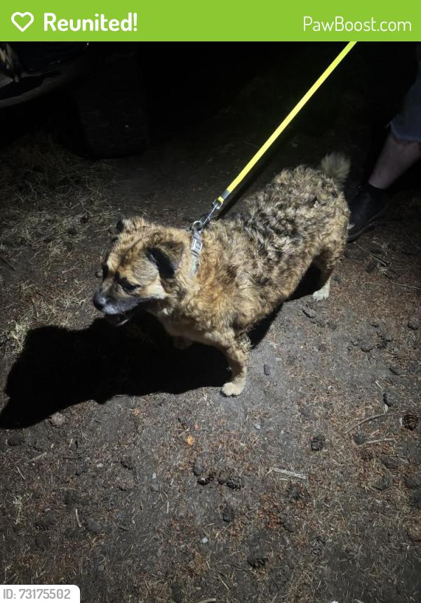 Reunited Unknown Dog last seen 120th street e, Sumner, WA 98391