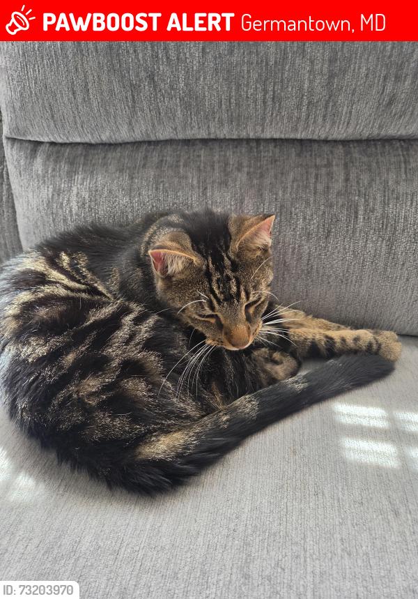 Lost Male Cat last seen Matney rd or climbing ivy dr, Germantown, MD 20874