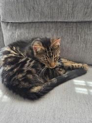 Lost Male Cat last seen Matney rd or climbing ivy dr, Germantown, MD 20874