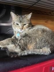 Lost Female Cat last seen Quince/est, Memphis, TN 38119
