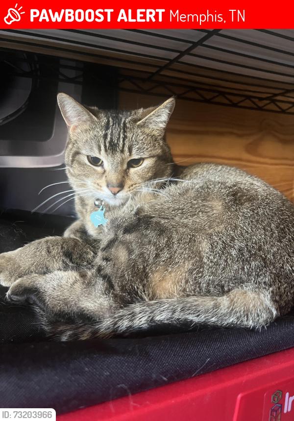 Lost Female Cat last seen Quince/est, Memphis, TN 38119