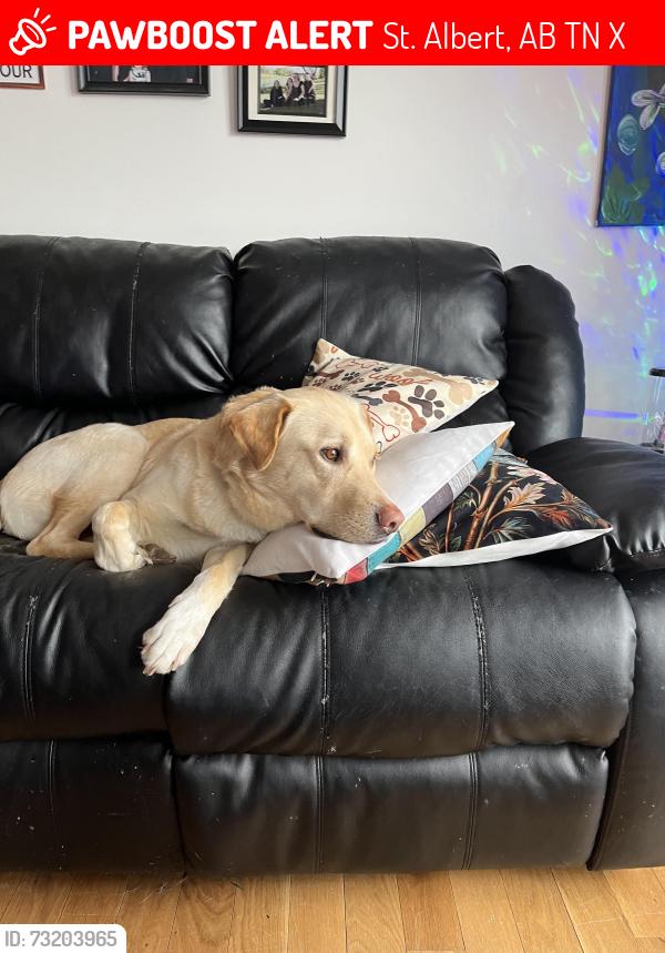 Lost Male Dog last seen Lacombe lake park, St. Albert, AB T8N 2X7
