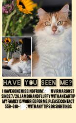 Lost Female Cat last seen Houston, Visalia, CA 93292