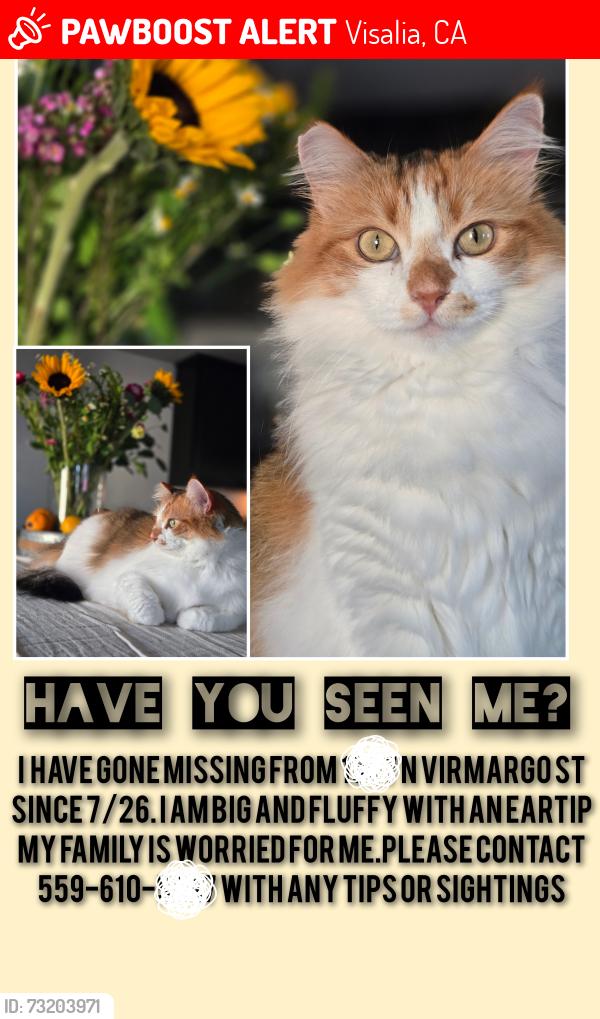Lost Female Cat last seen Houston, Visalia, CA 93292