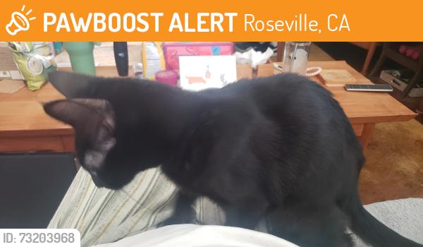 Found/Stray Unknown Cat last seen Champion Oaks & Cirby in the neighborhood, Roseville, CA 95661