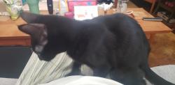 Found/Stray Unknown Cat last seen Champion Oaks & Cirby in the neighborhood, Roseville, CA 95661
