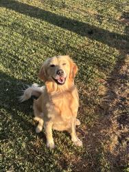 Reunited Female Dog last seen multnomah ave, Los Angeles, CA 90032