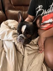 Found/Stray Unknown Dog last seen Dobson Ranch HOA, Mesa, AZ 85202