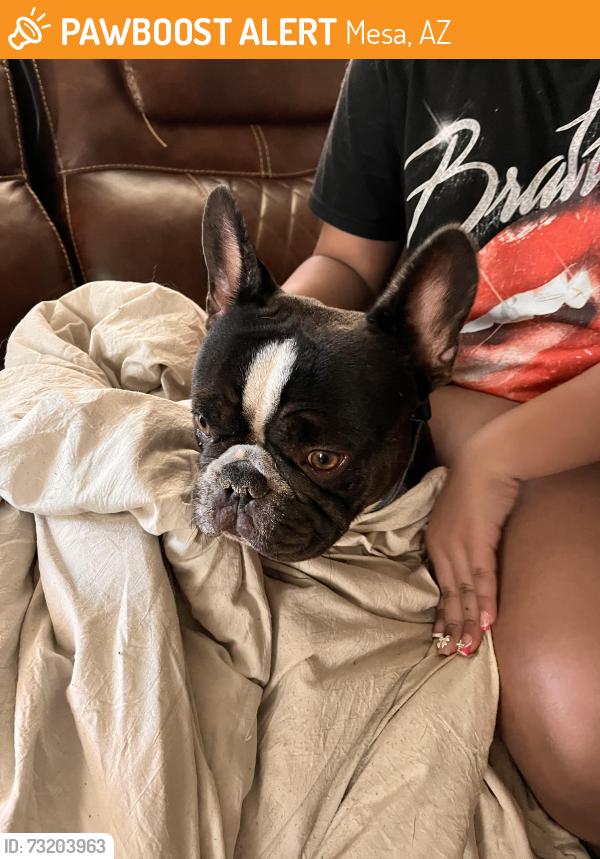 Found/Stray Unknown Dog last seen Dobson Ranch HOA, Mesa, AZ 85202