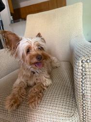 Found/Stray Female Dog last seen S kalispell st and missisipi AURORA CO 80017, Aurora, CO 80017