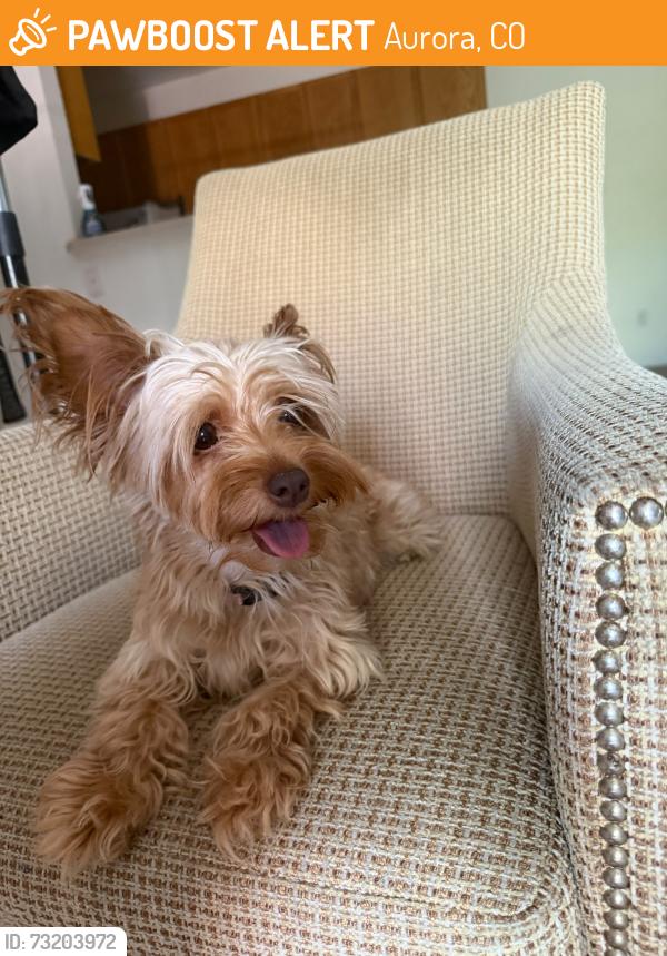 Found/Stray Female Dog last seen S kalispell st and missisipi AURORA CO 80017, Aurora, CO 80017
