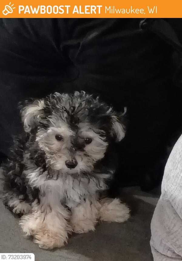 Surrendered Male Dog last seen Silverspring, Milwaukee, WI 53218