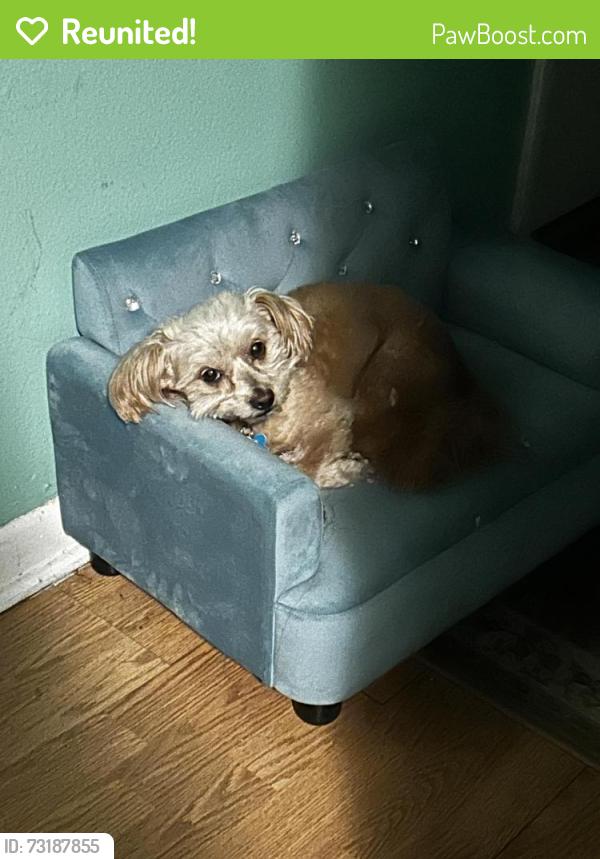 Reunited Male Dog last seen Next to the Starbucks, New Orleans, LA 70114
