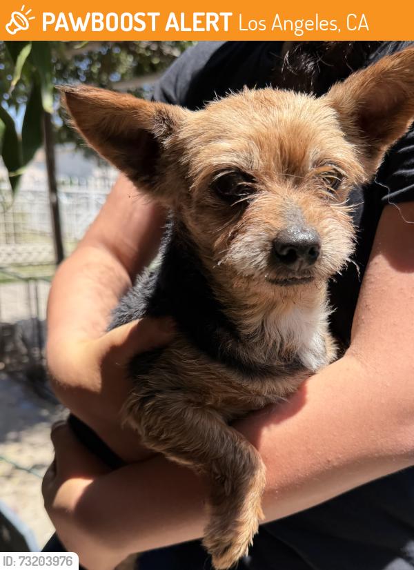 Found/Stray Male Dog last seen Mlk community hosp, Los Angeles, CA 90059