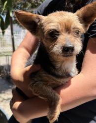 Found/Stray Male Dog last seen Mlk community hosp, Los Angeles, CA 90059