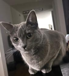 Lost Female Cat last seen Casa Bonita Drive, Bonita, CA 91902