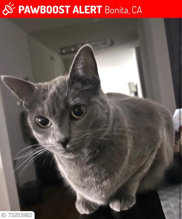 Lost Female Cat last seen Casa Bonita Drive, Bonita, CA 91902