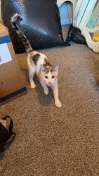 Lost Female Cat last seen Grand Prairie pkwy, Westown pkwy, Waukee, IA 50263