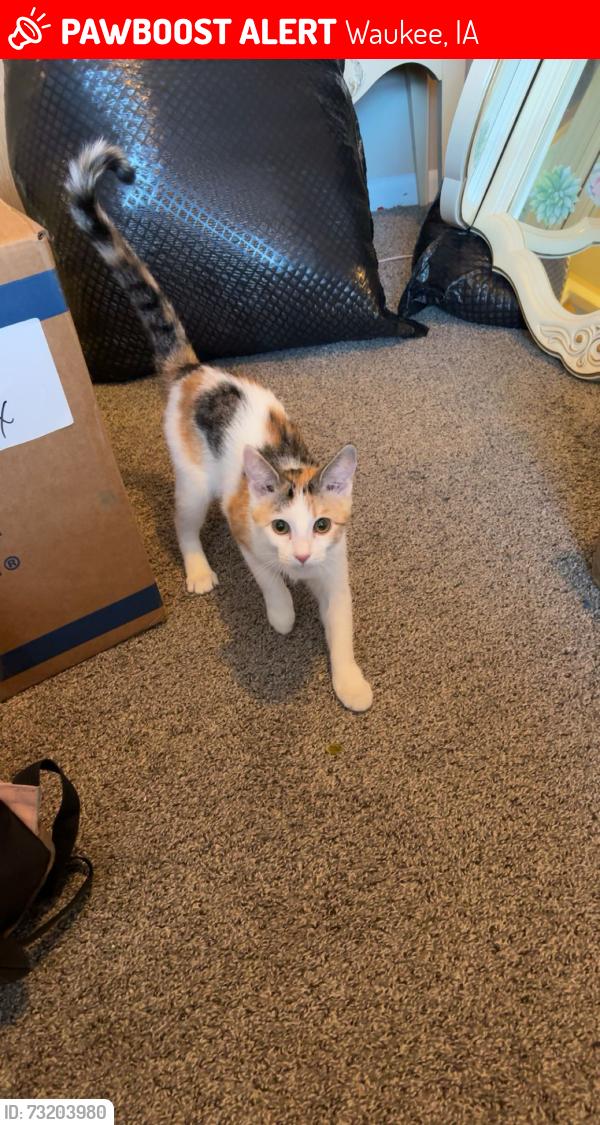 Lost Female Cat last seen Grand Prairie pkwy, Westown pkwy, Waukee, IA 50263