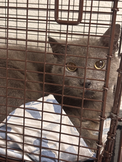 Shelter Stray Male Cat last seen Near Solar Circle, Knox County GP, TN, 3201 Division St, Knoxville, TN 37919, USA