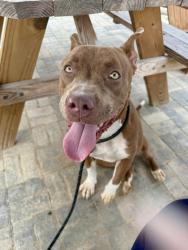 Shelter Stray Female Dog last seen Near Ralph d Abernathy road, Atlanta, GA, 1251 Fulton Industrial Blvd NW, Atlanta, GA 30336, USA