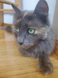 Lost Female Cat last seen Mt Alderson Cresent, Lethbridge, AB T1K 6P1