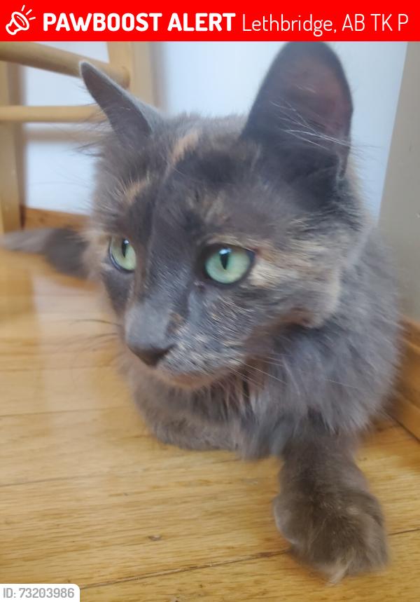 Lost Female Cat last seen Mt Alderson Cresent, Lethbridge, AB T1K 6P1