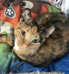Lost Female Cat last seen Carby and hardy rd, Houston, TX 77037