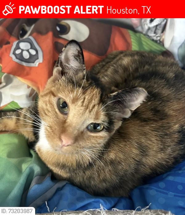 Lost Female Cat last seen Carby and hardy rd, Houston, TX 77037