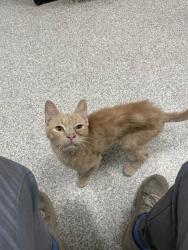 Shelter Stray Male Cat last seen Near Penrose Ave Balt., MD 21223, 21223, MD, 2490 Giles Rd, Baltimore, MD 21225, USA