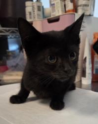Shelter Stray Male Cat last seen E Buckingham Way & N Sabre Dr, Fresno Zone Fresno CO 2 93727,, 1510 W Dan Ronquillo Dr, Fresno, CA 93706, USA