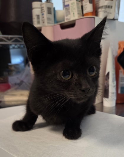 Shelter Stray Male Cat last seen E Buckingham Way & N Sabre Dr, Fresno Zone Fresno CO 2 93727,, 1510 W Dan Ronquillo Dr, Fresno, CA 93706, USA