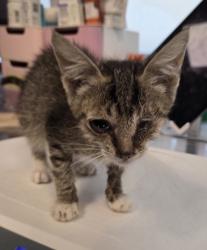 Shelter Stray Female Cat last seen E Buckingham Way & N Sabre Dr, Fresno Zone Fresno CO 2 93727,, 1510 W Dan Ronquillo Dr, Fresno, CA 93706, USA