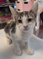Shelter Stray Female Cat last seen E Buckingham Way & N Sabre Dr, Fresno Zone Fresno CO 2 93727,, 1510 W Dan Ronquillo Dr, Fresno, CA 93706, USA