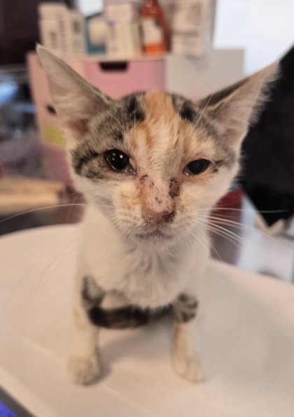 Shelter Stray Female Cat last seen E Buckingham Way & N Sabre Dr, Fresno Zone Fresno CO 2 93727,, 1510 W Dan Ronquillo Dr, Fresno, CA 93706, USA