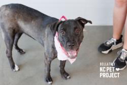 Shelter Stray Female Dog last seen Blue Valley Park, 64129, MO, 7077 Elmwood Ave, Kansas City, MO 64132, USA