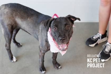 Shelter Stray Female Dog last seen Blue Valley Park, 64129, MO, 7077 Elmwood Ave, Kansas City, MO 64132, USA