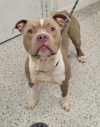 Shelter Stray Male Dog last seen Near Blue River Rd, 64132, MO, 7077 Elmwood Ave, Kansas City, MO 64132, USA