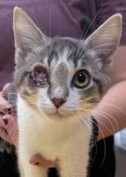 Shelter Stray Male Cat last seen Carey Rd and Westfield Rd, Westfield City, IN, 10501 Hague Rd, Fishers, IN 46038, USA