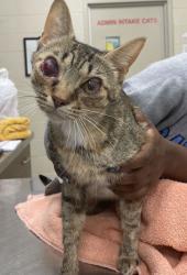 Shelter Stray Female Cat last seen Carey Rd and Westfield Rd, Westfield City, IN, 10501 Hague Rd, Fishers, IN 46038, USA