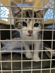 Shelter Stray Unknown Cat last seen 16th and Monument, Noblesville City, IN, 10501 Hague Rd, Fishers, IN 46038, USA