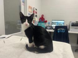 Shelter Stray Male Cat last seen E 105th and Skiles Ave, 64134, MO, 7077 Elmwood Ave, Kansas City, MO 64132, USA