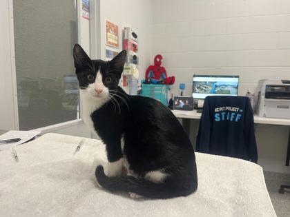 Shelter Stray Male Cat last seen E 105th and Skiles Ave, 64134, MO, 7077 Elmwood Ave, Kansas City, MO 64132, USA